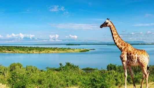 Win An African Safari Vacation Sweepstakes min
