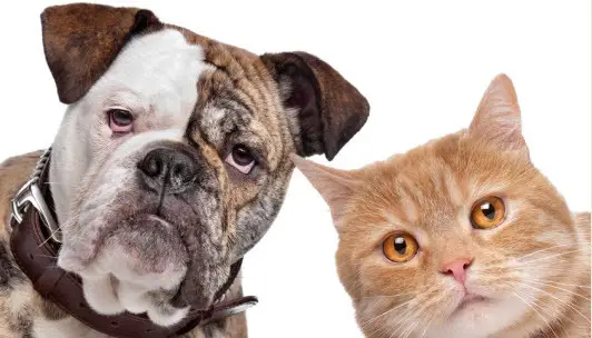 Win Cat Dog Pet Sweepstakes min