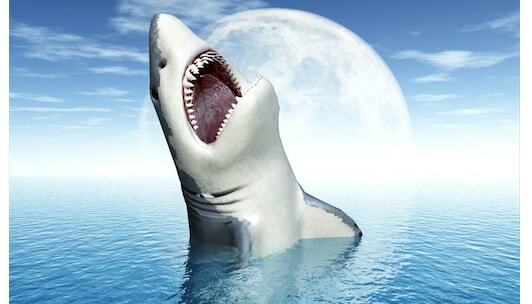 Win Discovery Channel Shark Week Sweepstakes min