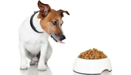 Win Dog Food Sweepstakes Contests min