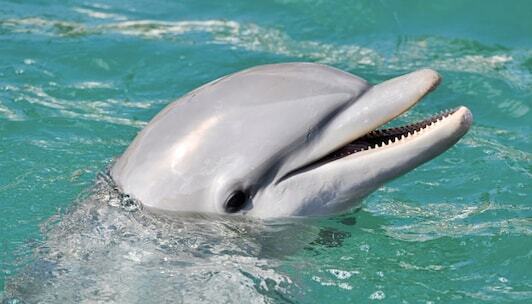 Win Dolphin Vacation Contests Sweepstakes min