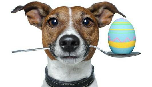 Win Easter Pets Dog Sweepstakes min