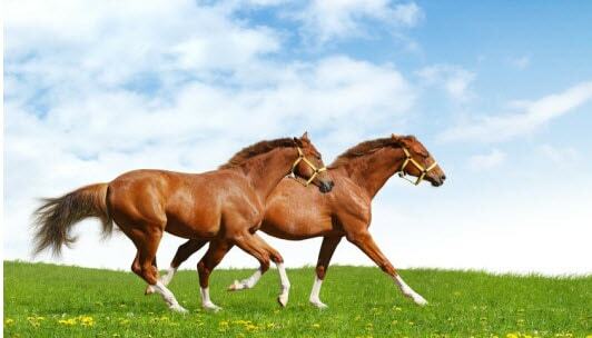 Win Horse Sweepstakes Contests min