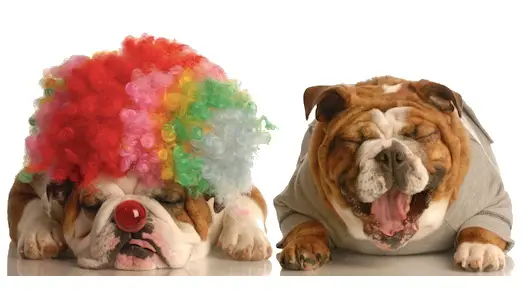 Win Pet Sweepstakes Contests Giveaways