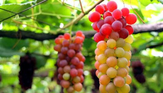 Win napa valley vacation sweepstakes min