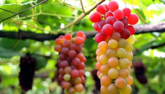 Win napa valley vacation sweepstakes min