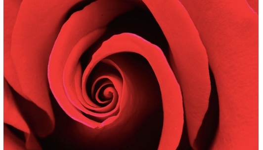 Win roses flowers sweepstakes contests