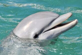 Win Dolphin Vacation Contests Sweepstakes min